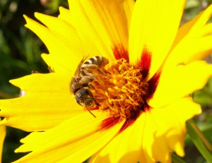 honey-bee-1-1395441 Istock