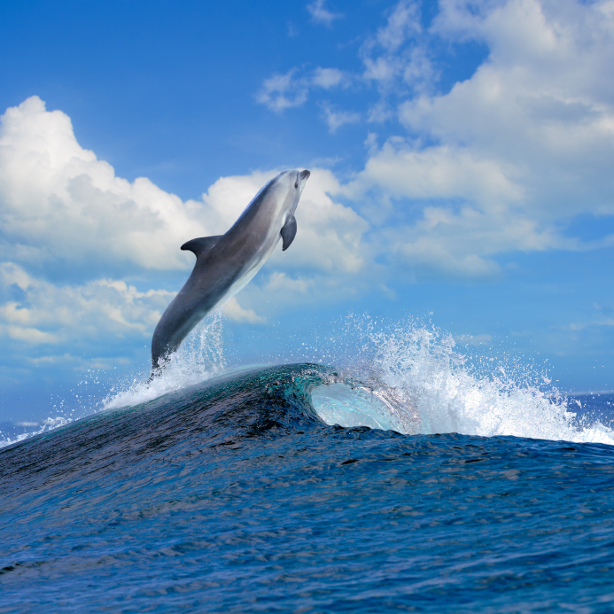 beautiful cloudy seascape in daylight and dolphin jumping out from blue curly breaking surfing wave