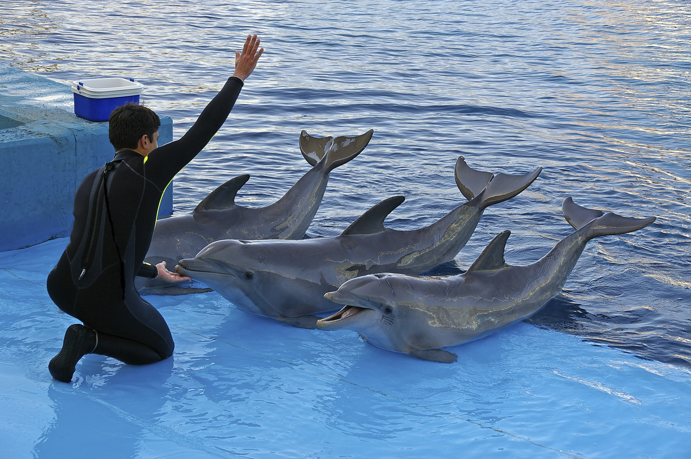 dolphin trainer feeding dolphins